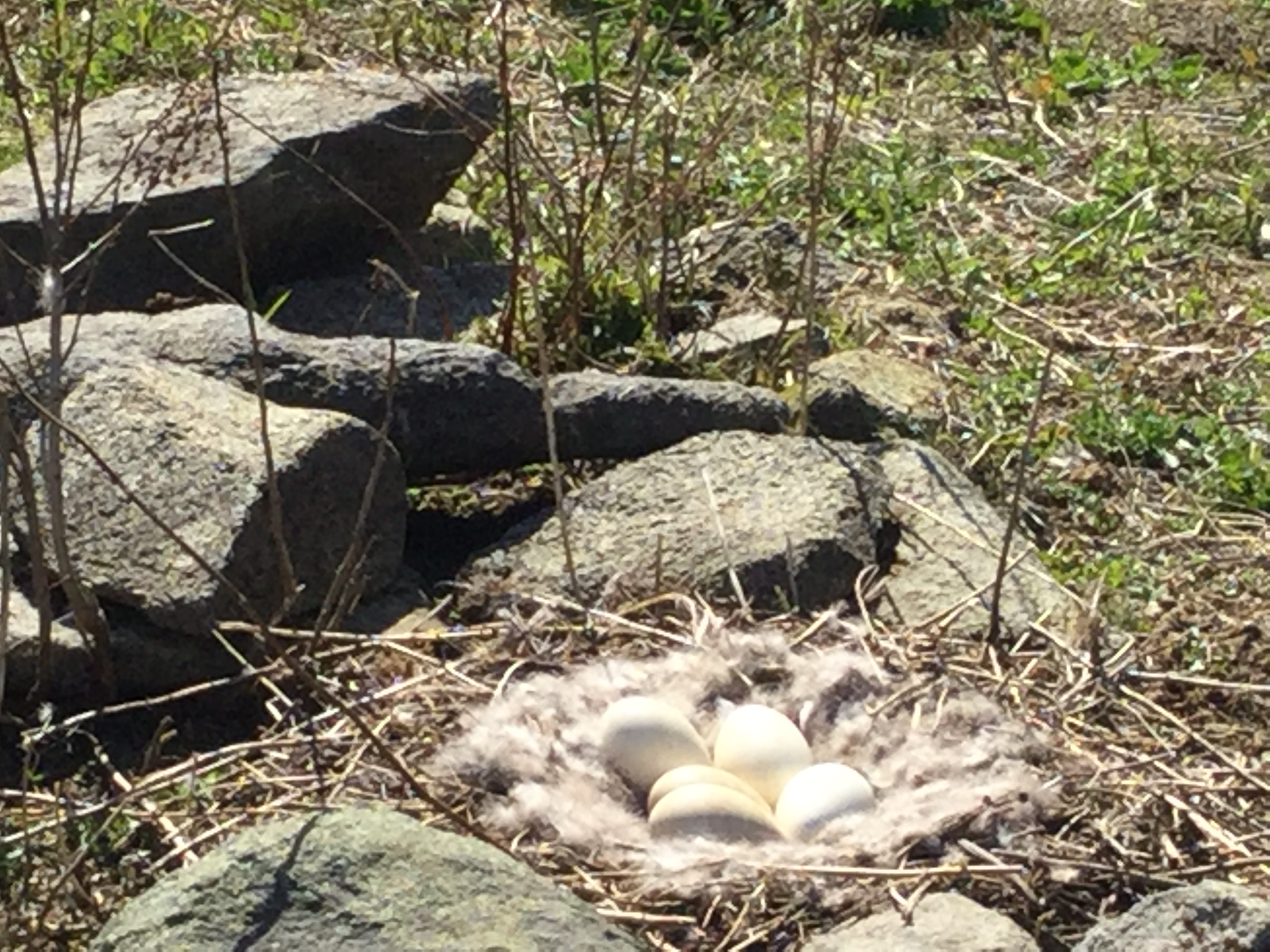 Goose nest on the island