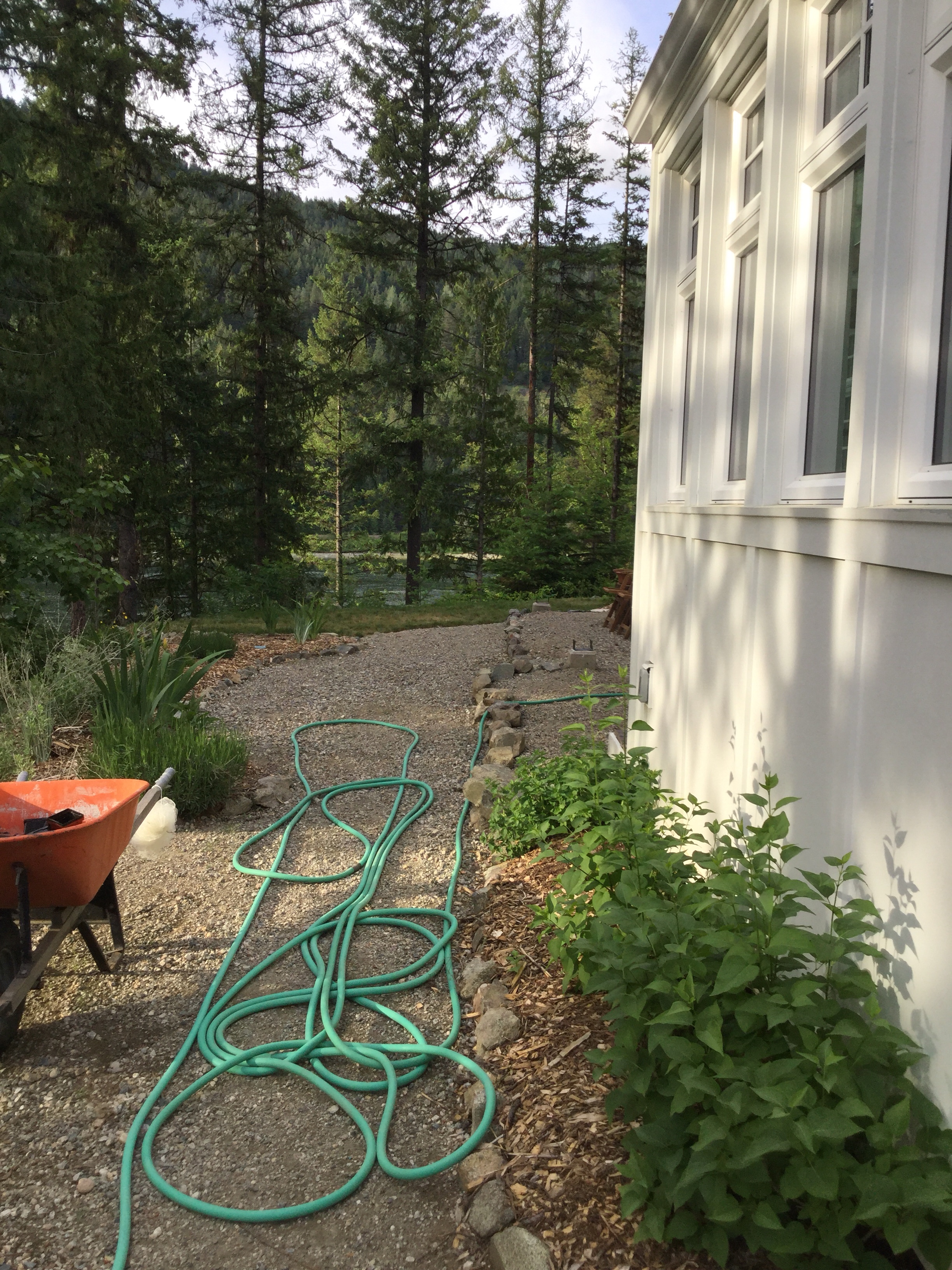 the side yard, planting lilacs beside the greenhouse
