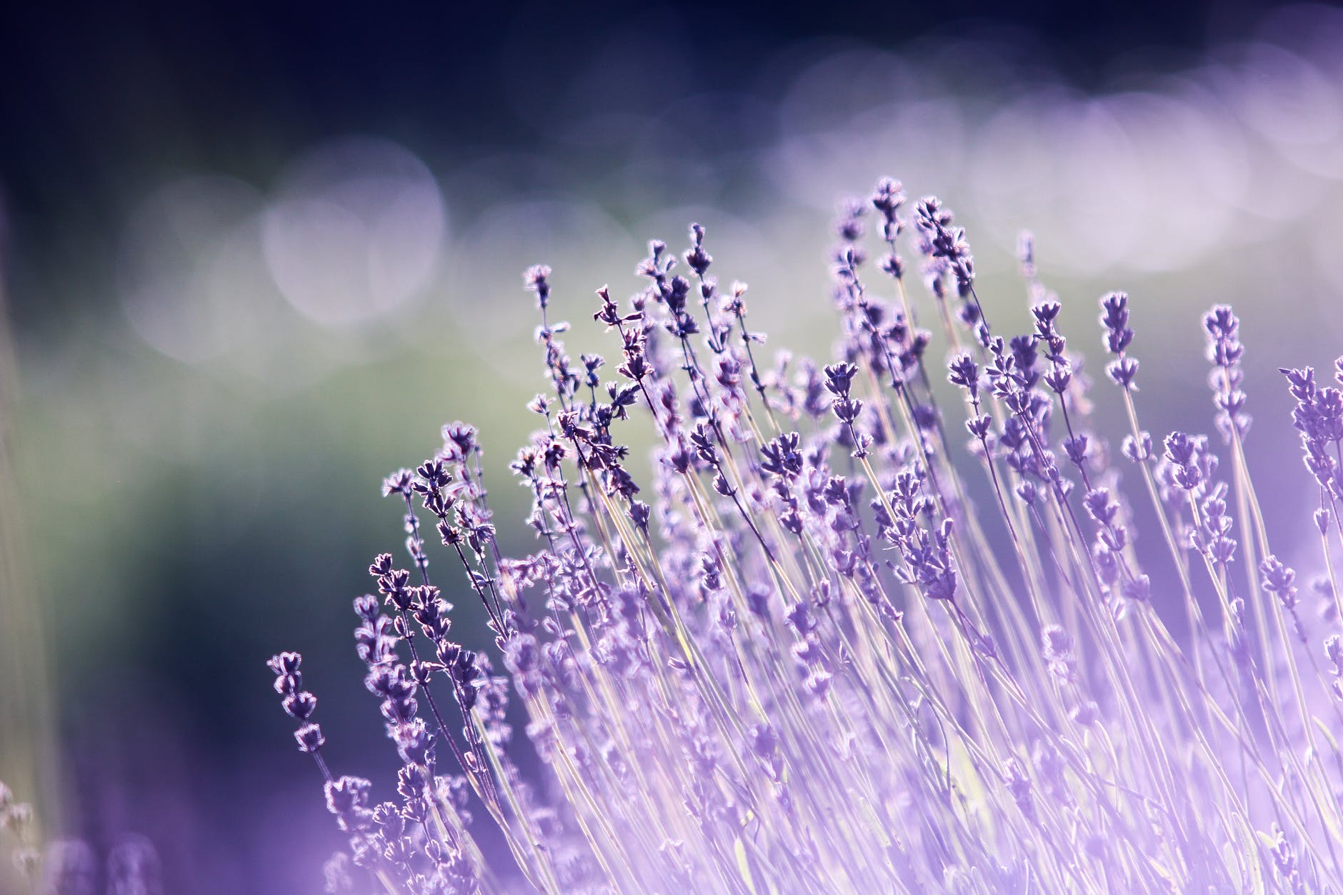 aromatherapy beautiful blooming blur
