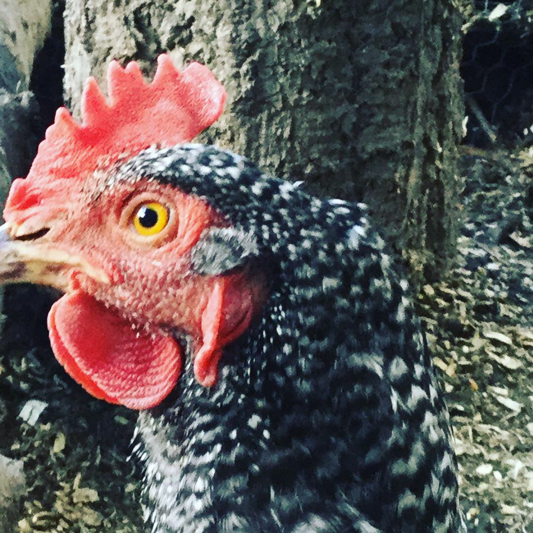 A barred rock chicken at the Wiedrick homestead.