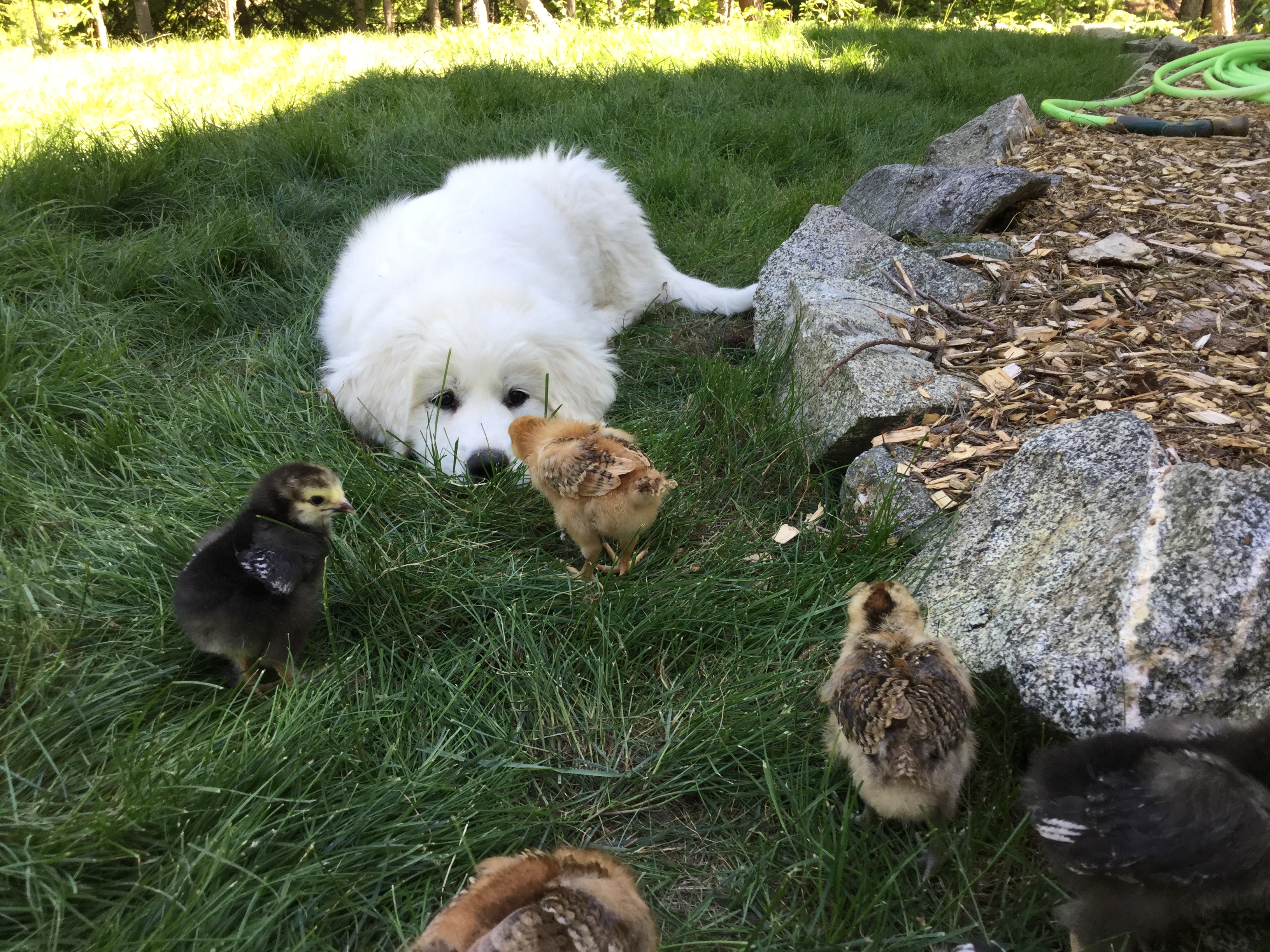 Baby Violet with our first batch of chicks at Giverny of the Mountains for our homestead.