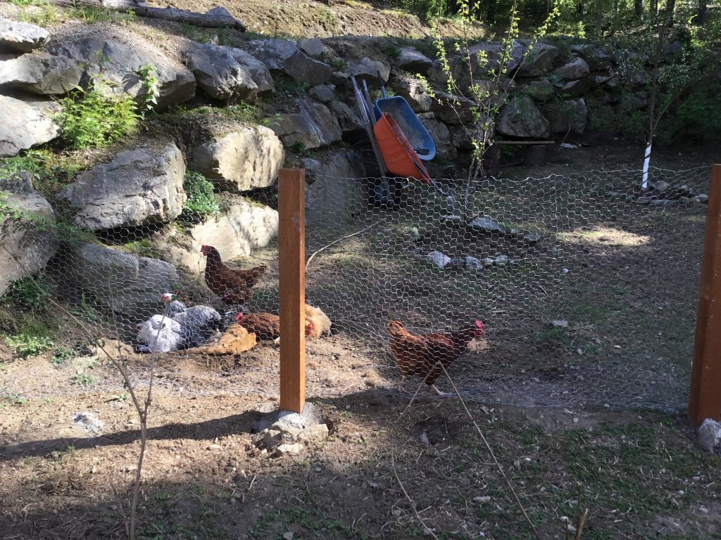 We finally built a fence for the chickens