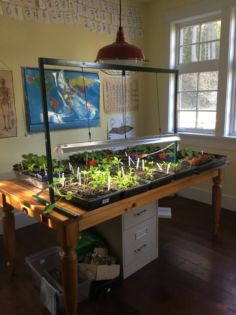 homestead in 2020: the homeschool greenhouse