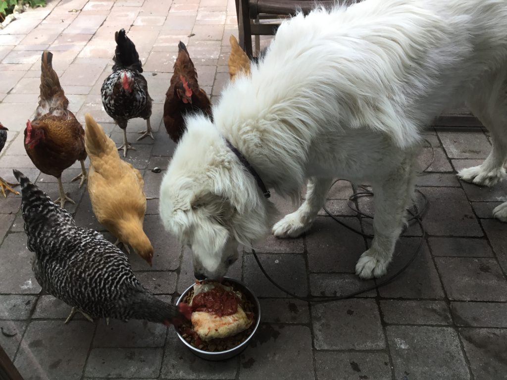 Violet sharing her dinner with the chickens